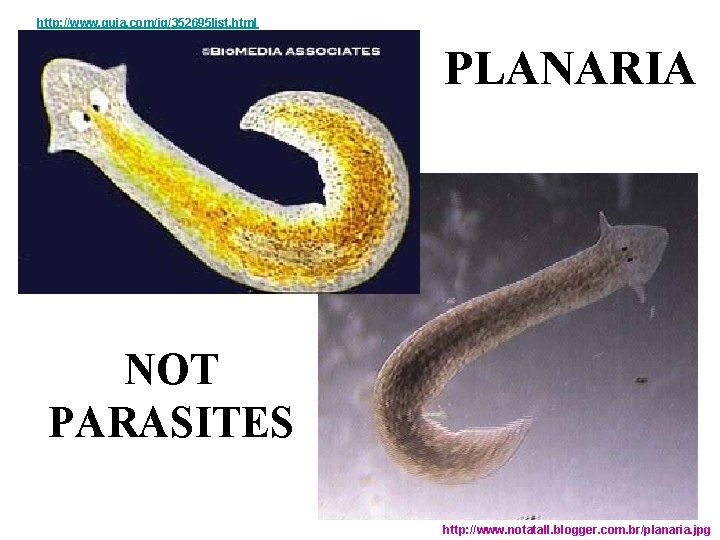 http: //www. quia. com/jg/352695 list. html PLANARIA NOT PARASITES http: //www. notatall. blogger. com.