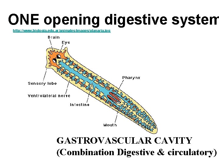 ONE opening digestive system http: //www. biologia. edu. ar/animales/images/planaria. jpg GASTROVASCULAR CAVITY (Combination Digestive