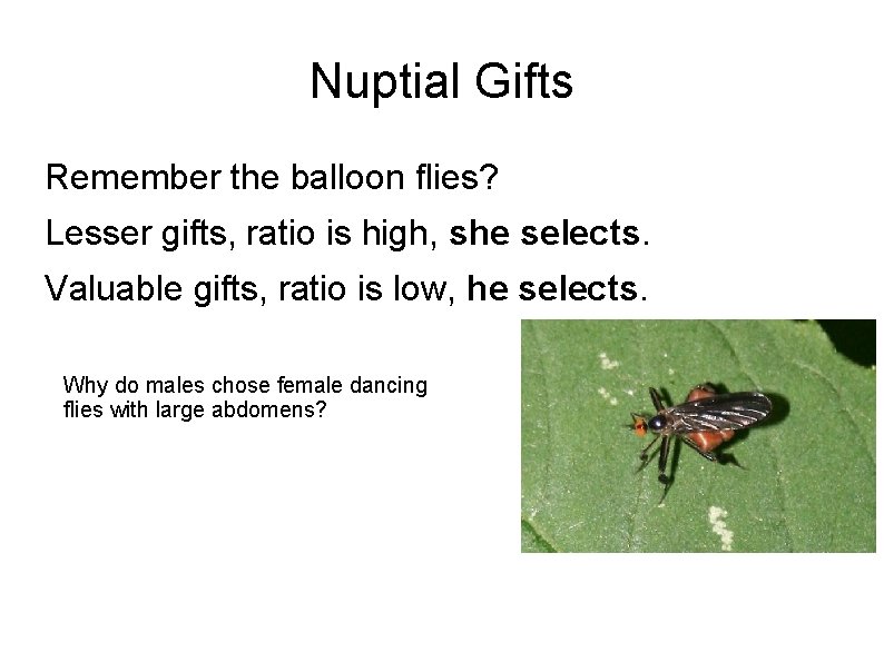 Nuptial Gifts Remember the balloon flies? Lesser gifts, ratio is high, she selects. Valuable