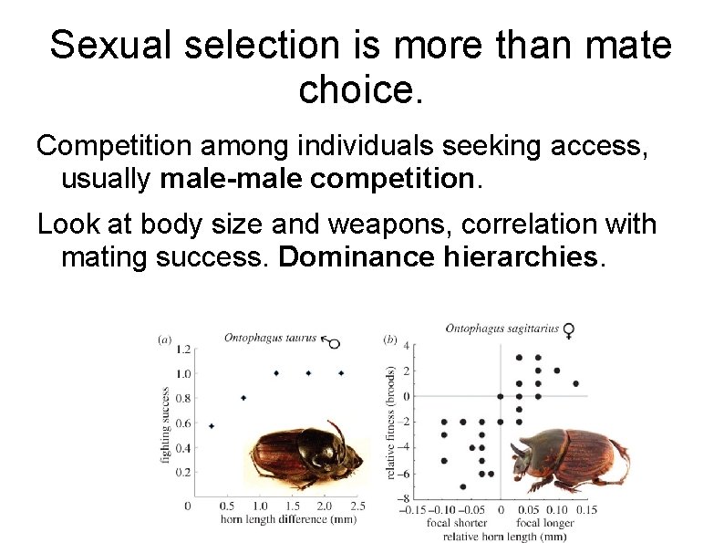 Sexual selection is more than mate choice. Competition among individuals seeking access, usually male-male