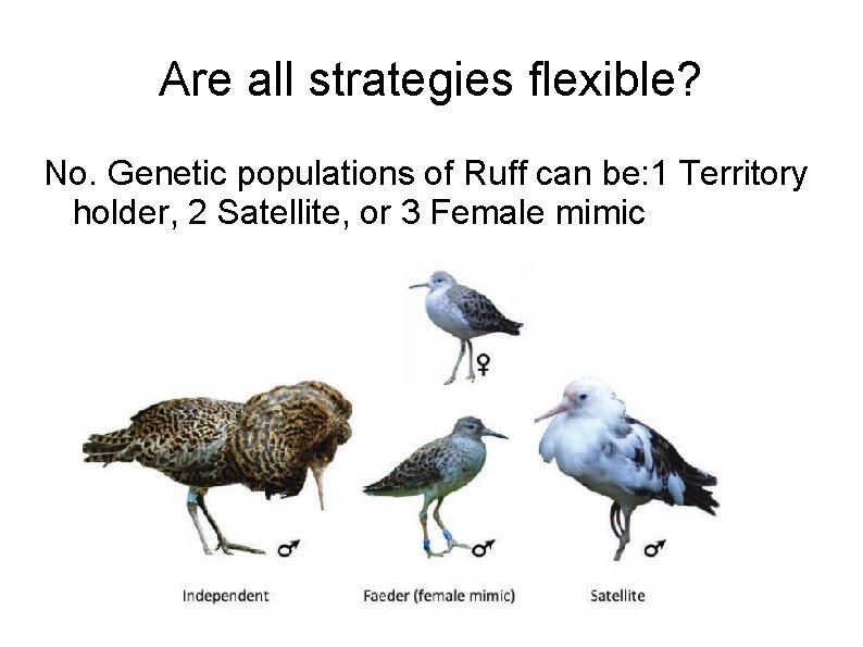 Are all strategies flexible? No. Genetic populations of Ruff can be: 1 Territory holder,