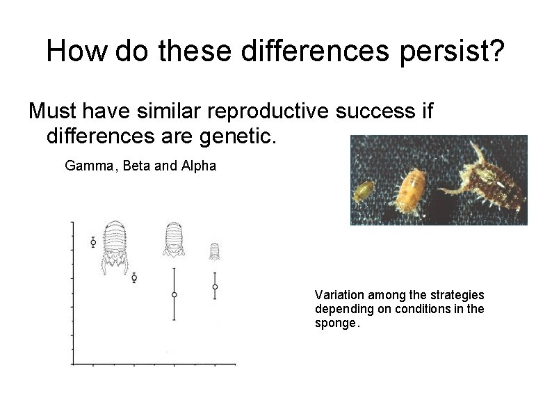 How do these differences persist? Must have similar reproductive success if differences are genetic.