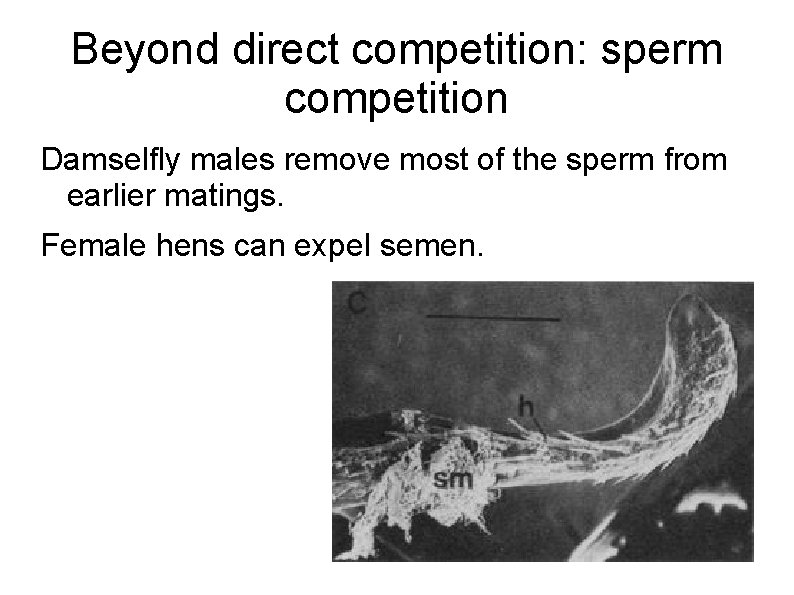 Beyond direct competition: sperm competition Damselfly males remove most of the sperm from earlier