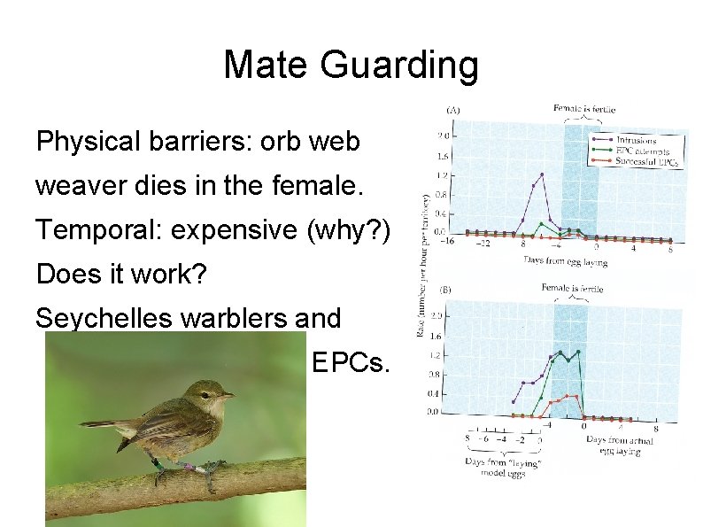 Mate Guarding Physical barriers: orb weaver dies in the female. Temporal: expensive (why? )