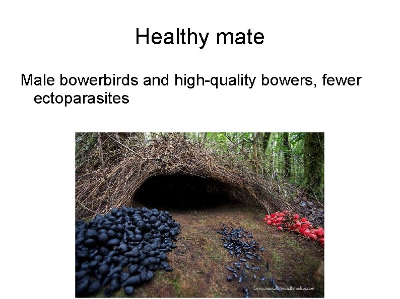 Healthy mate Male bowerbirds and high-quality bowers, fewer ectoparasites 