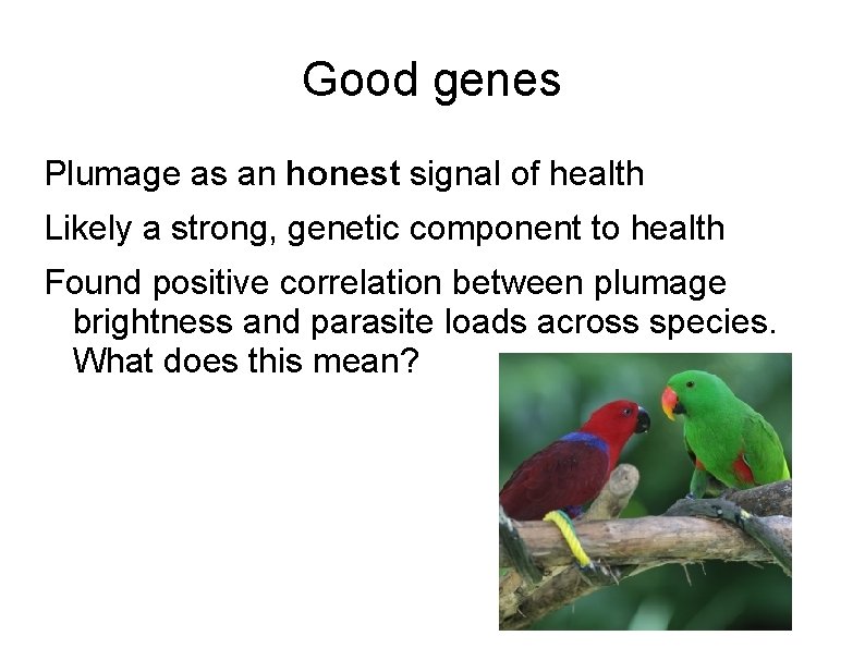 Good genes Plumage as an honest signal of health Likely a strong, genetic component