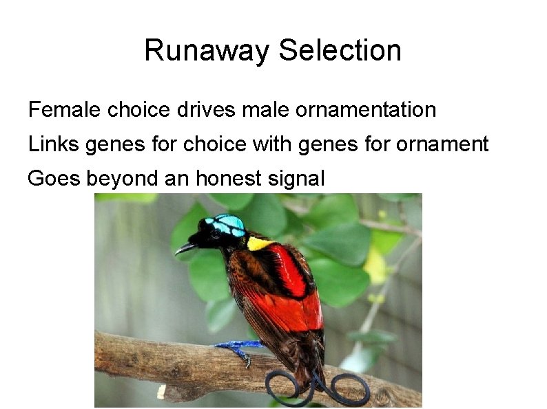 Runaway Selection Female choice drives male ornamentation Links genes for choice with genes for