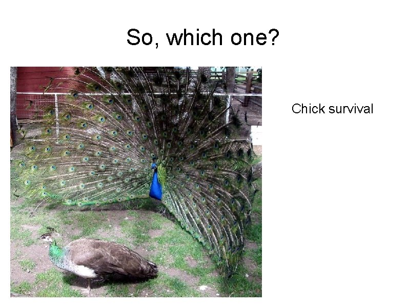 So, which one? Chick survival 