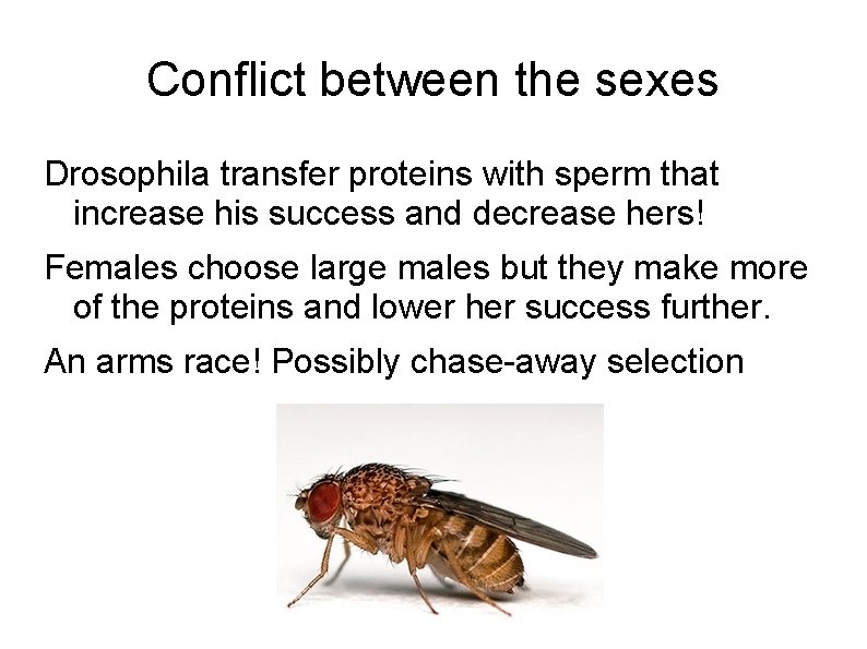 Conflict between the sexes Drosophila transfer proteins with sperm that increase his success and