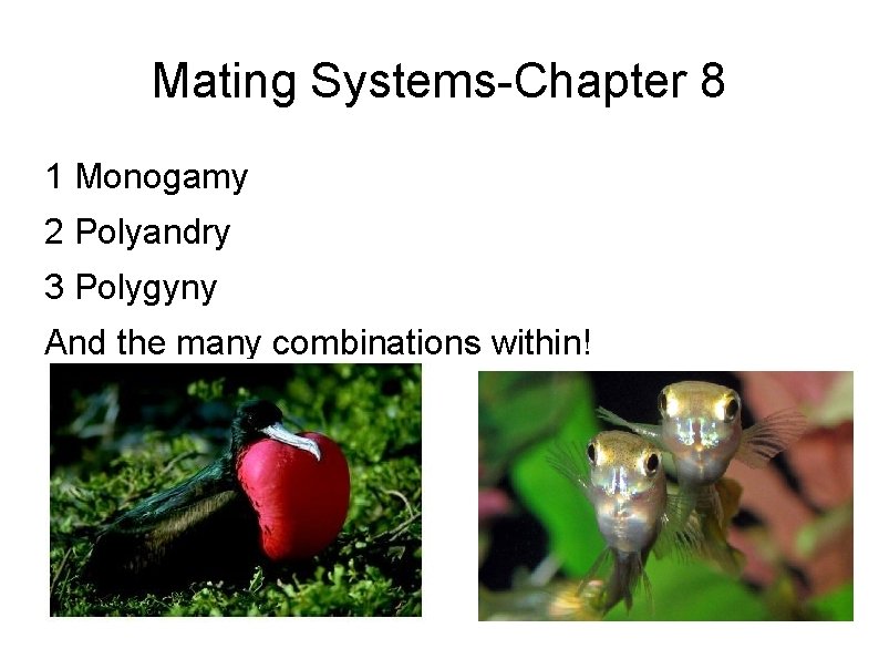 Mating Systems-Chapter 8 1 Monogamy 2 Polyandry 3 Polygyny And the many combinations within!