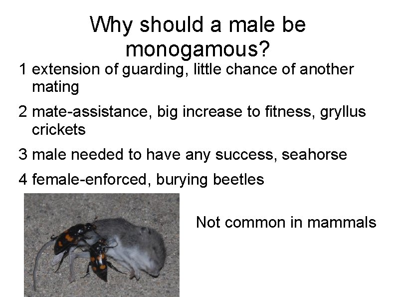 Why should a male be monogamous? 1 extension of guarding, little chance of another