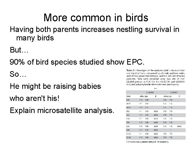 More common in birds Having both parents increases nestling survival in many birds But…