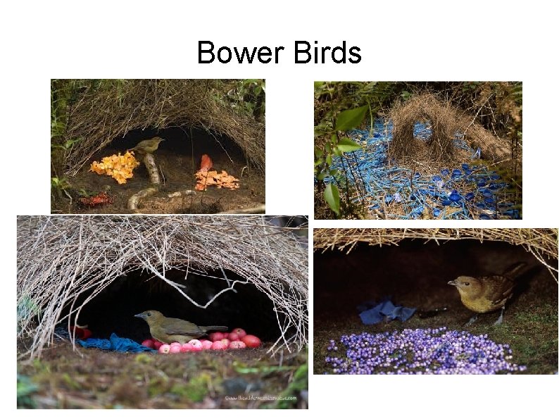 Bower Birds 
