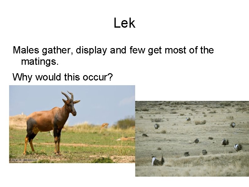 Lek Males gather, display and few get most of the matings. Why would this