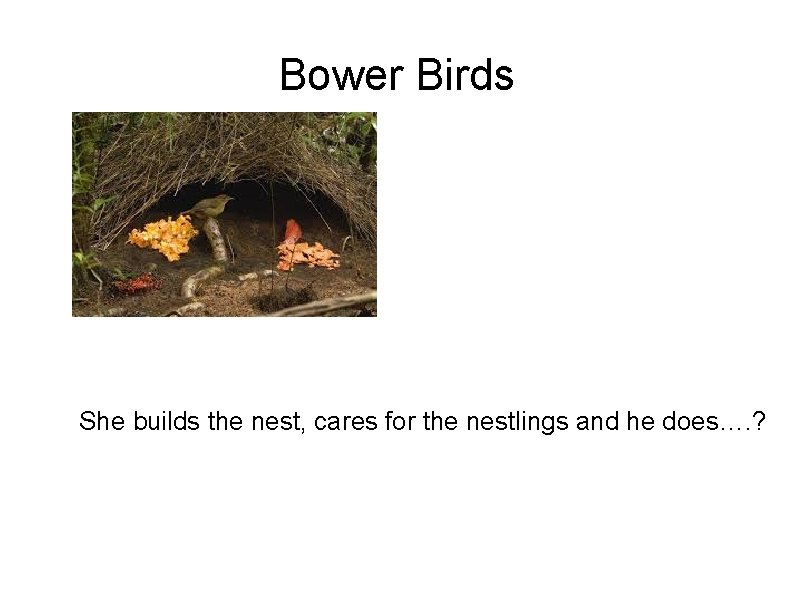 Bower Birds She builds the nest, cares for the nestlings and he does…. ?