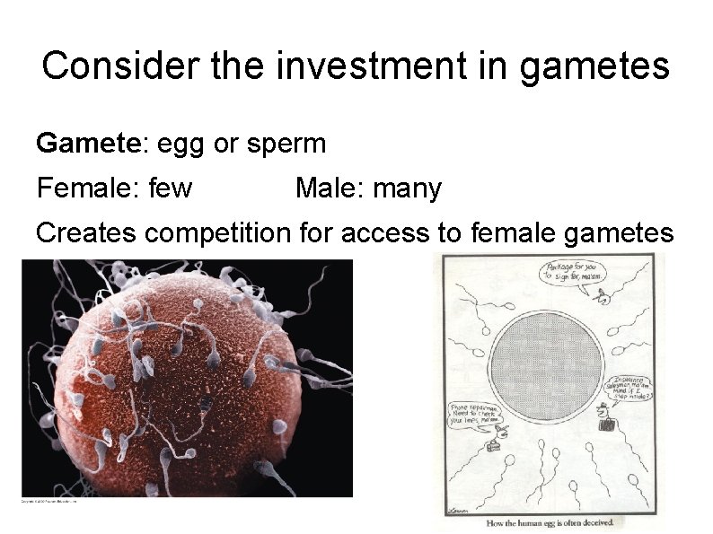Consider the investment in gametes Gamete: egg or sperm Female: few Male: many Creates