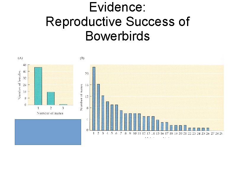 Evidence: Reproductive Success of Bowerbirds 
