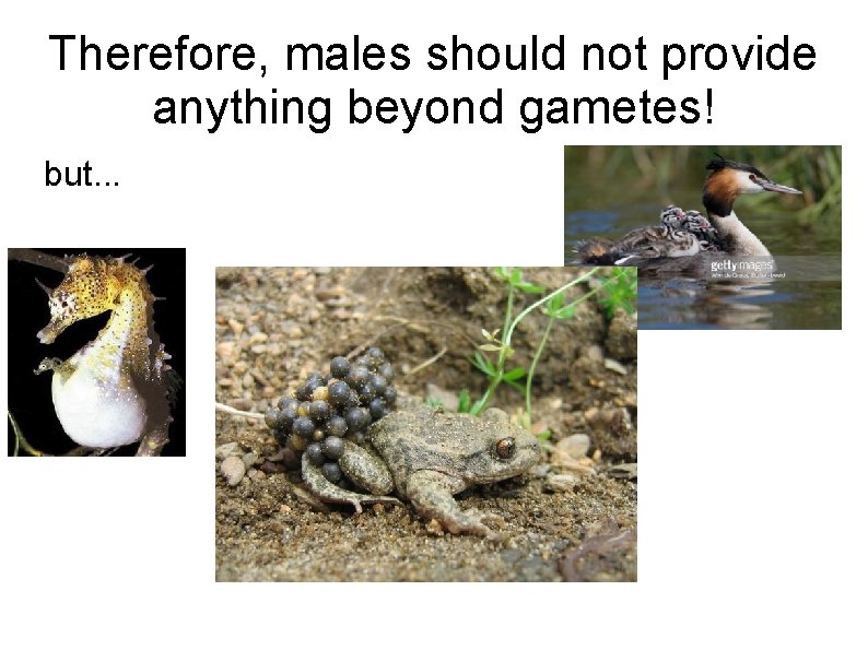 Therefore, males should not provide anything beyond gametes! but. . . 
