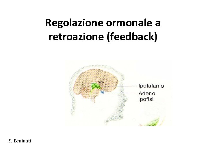 Regolazione ormonale a retroazione (feedback) S. Beninati 