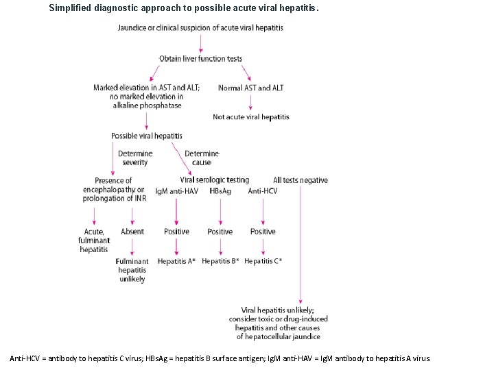 Simplified diagnostic approach to possible acute viral hepatitis. Anti-HCV = antibody to hepatitis C