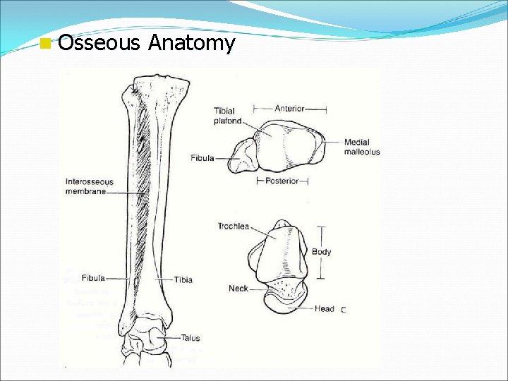 n Osseous Anatomy 