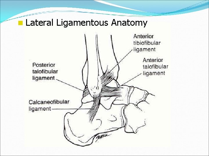 n Lateral Ligamentous Anatomy 