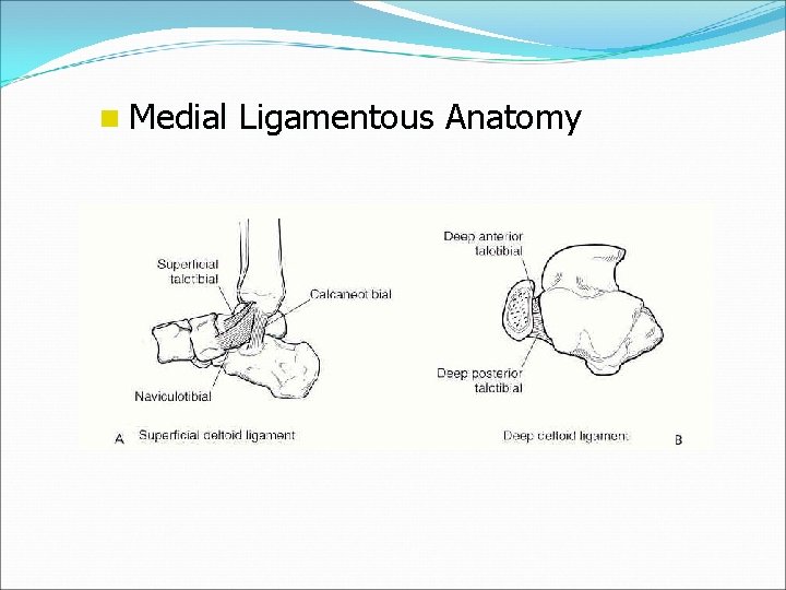 n Medial Ligamentous Anatomy 
