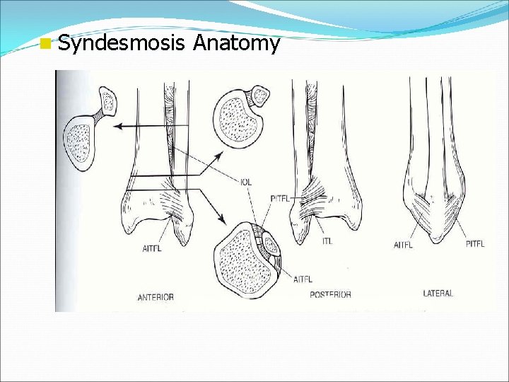 n Syndesmosis Anatomy 