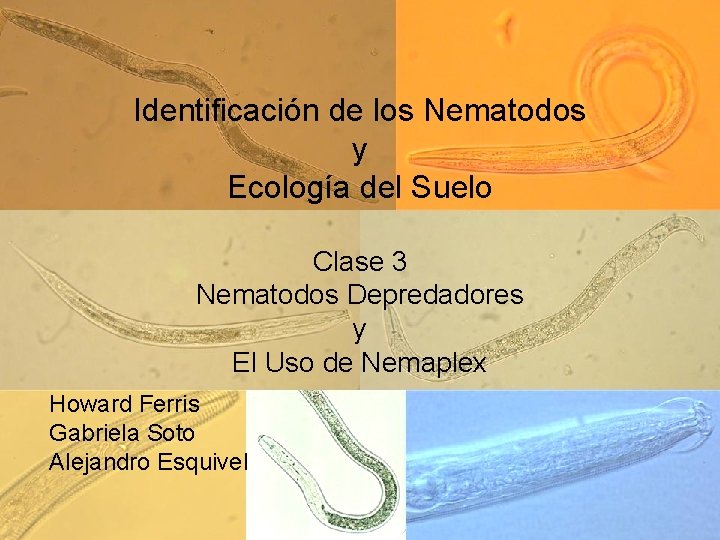 Identificación de los Nematodos y Ecología del Suelo Clase 3 Nematodos Depredadores y El