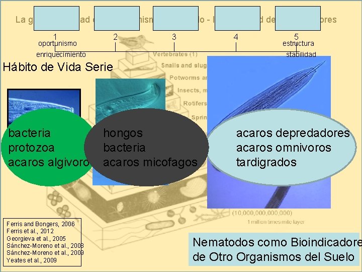 La gran diversidad de los organismos del suelo - la necesidad de bioindicadores 1