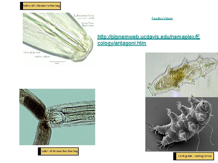 Feeding Videos http: //plpnemweb. ucdavis. edu/nemaplex/E cology/antagoni. htm 