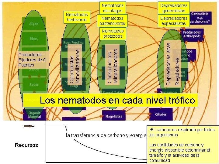 Nematodos herbivoros Nematodos micofagos Depredadores generalistas Nematodos bacteriovoros Depredadores especialistas Reguladores Depredadores altas Consumidores