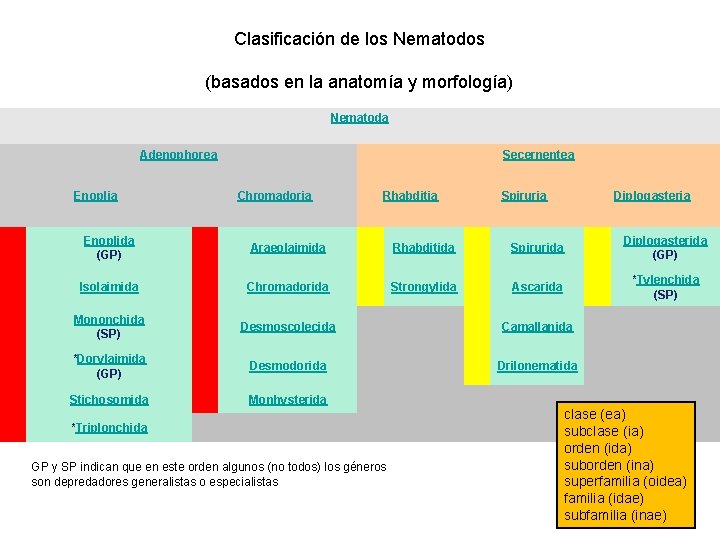 Clasificación de los Nematodos (basados en la anatomía y morfología) Nematoda Adenophorea Secernentea Enoplia