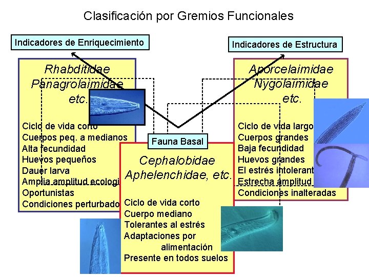 Clasificación por Gremios Funcionales Indicadores de Enriquecimiento Indicadores de Estructura Rhabditidae Panagrolaimidae etc. Ciclo