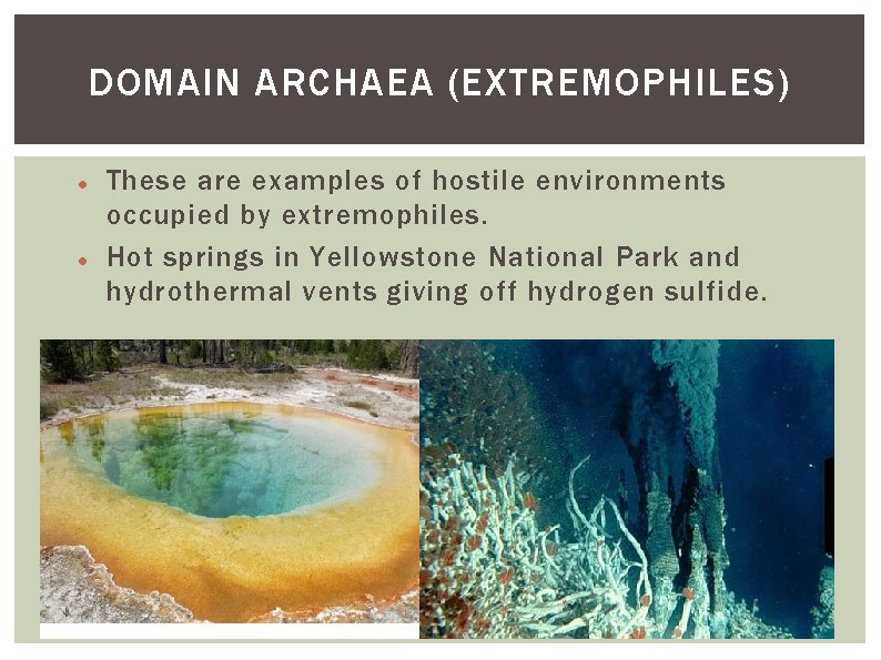 DOMAIN ARCHAEA (EXTREMOPHILES) These are examples of hostile environments occupied by extremophiles. Hot springs