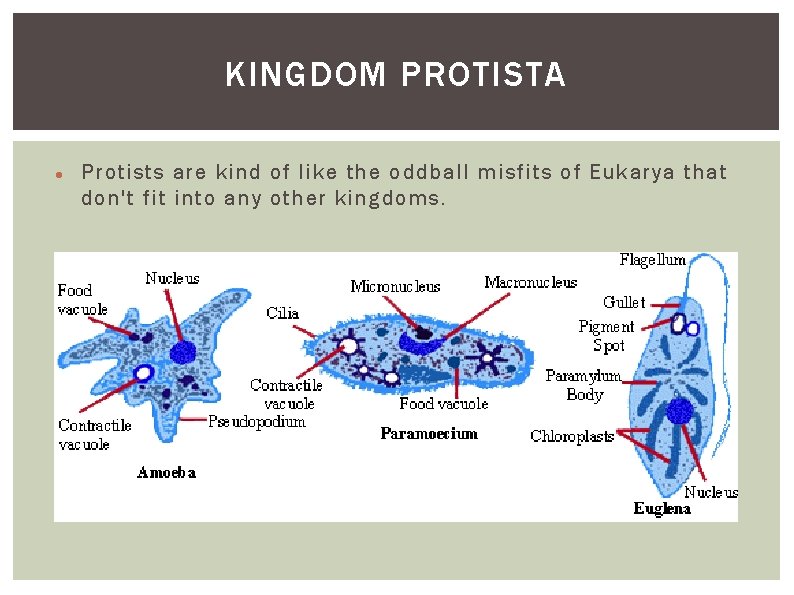 KINGDOM PROTISTA Protists are kind of like the oddball misfits of Eukarya that don't