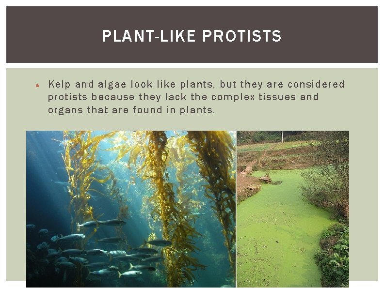 PLANT-LIKE PROTISTS Kelp and algae look like plants, but they are considered protists because