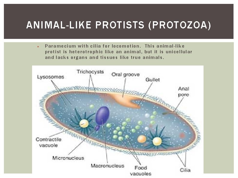 ANIMAL-LIKE PROTISTS (PROTOZOA) Paramecium with cilia for locomotion. This animal-like protist is heterotrophic like