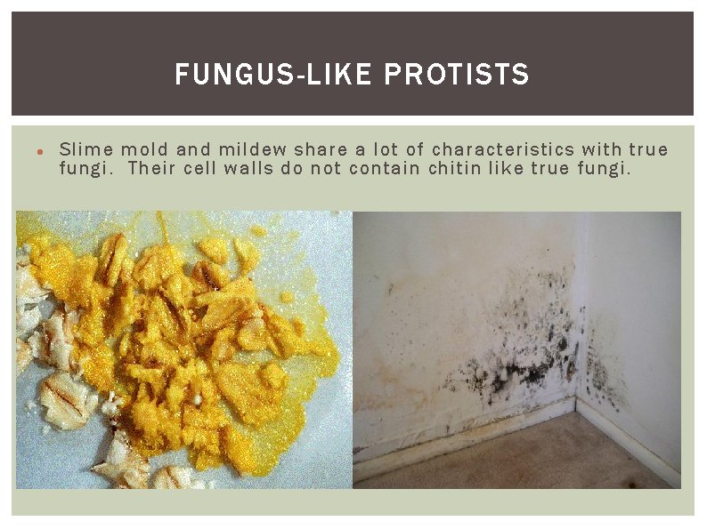 FUNGUS-LIKE PROTISTS Slime mold and mildew share a lot of characteristics with true fungi.