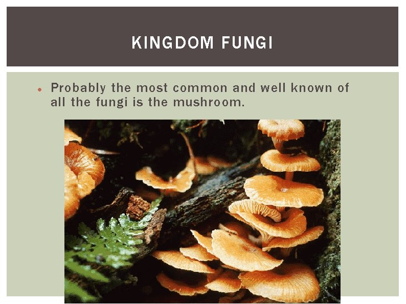 KINGDOM FUNGI Probably the most common and well known of all the fungi is