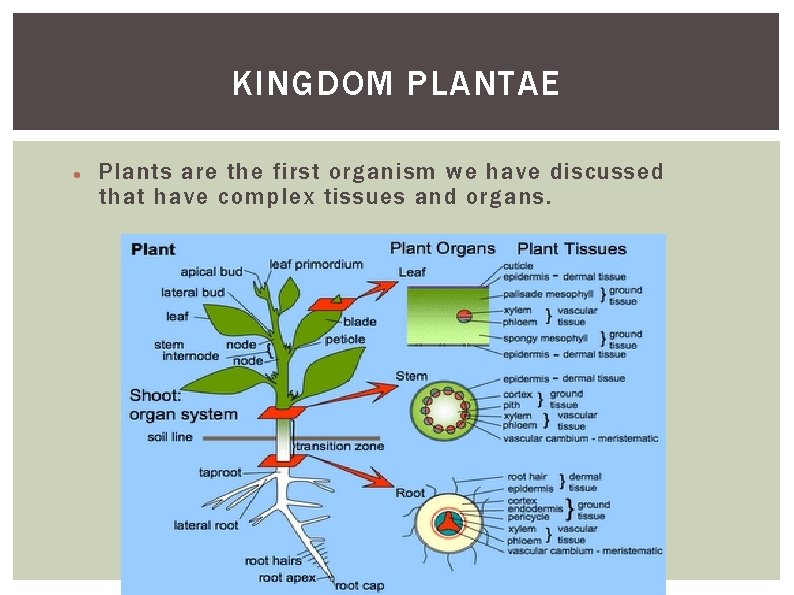 KINGDOM PLANTAE Plants are the first organism we have discussed that have complex tissues