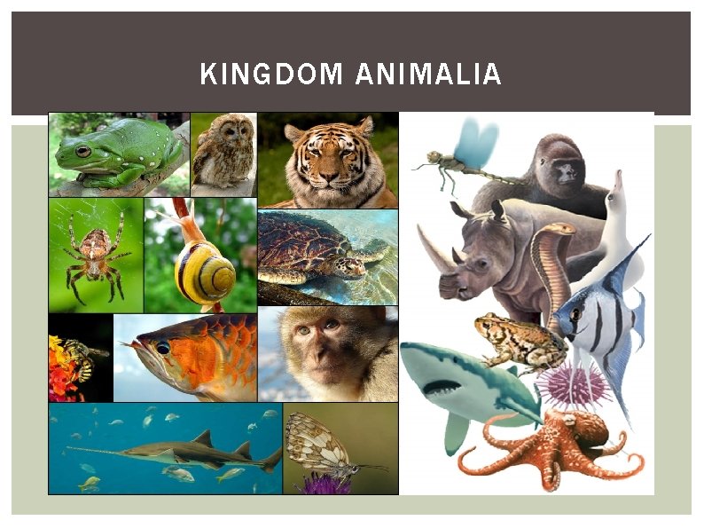 KINGDOM ANIMALIA 