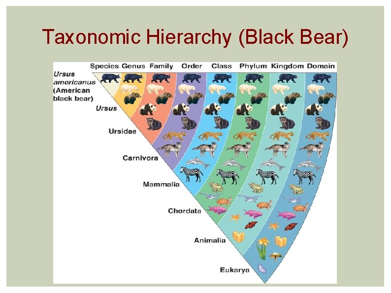 Taxonomic Hierarchy (Black Bear) 