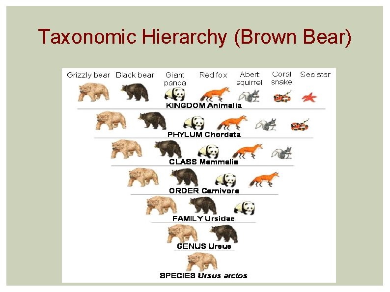 Taxonomic Hierarchy (Brown Bear) 