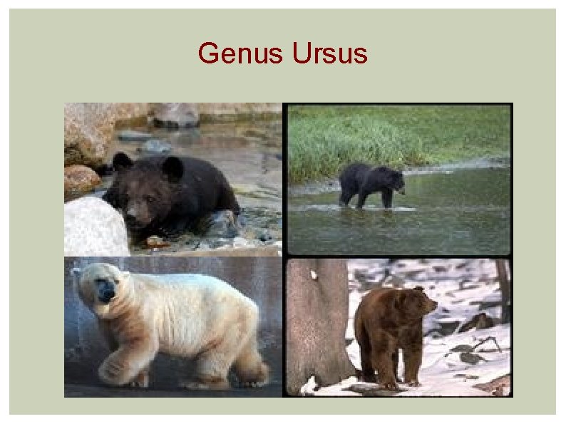 Genus Ursus 