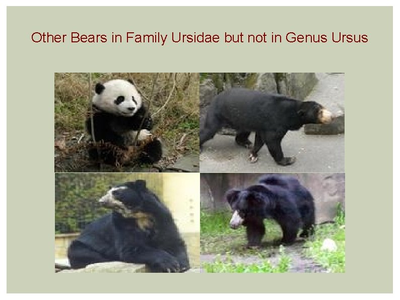 Other Bears in Family Ursidae but not in Genus Ursus 