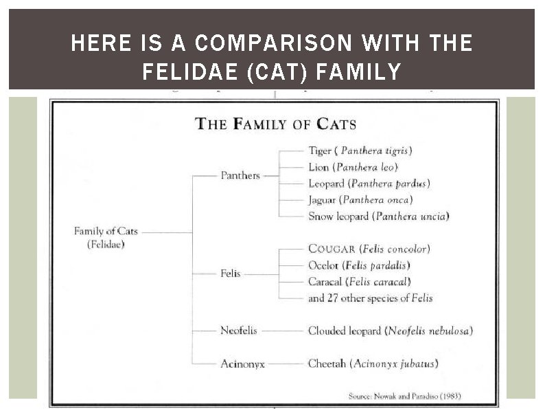 HERE IS A COMPARISON WITH THE FELIDAE (CAT) FAMILY 