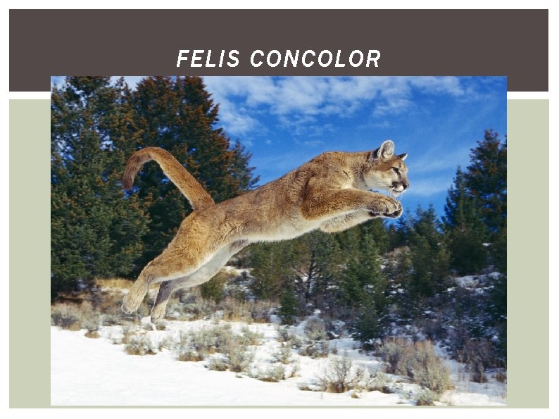 FELIS CONCOLOR 