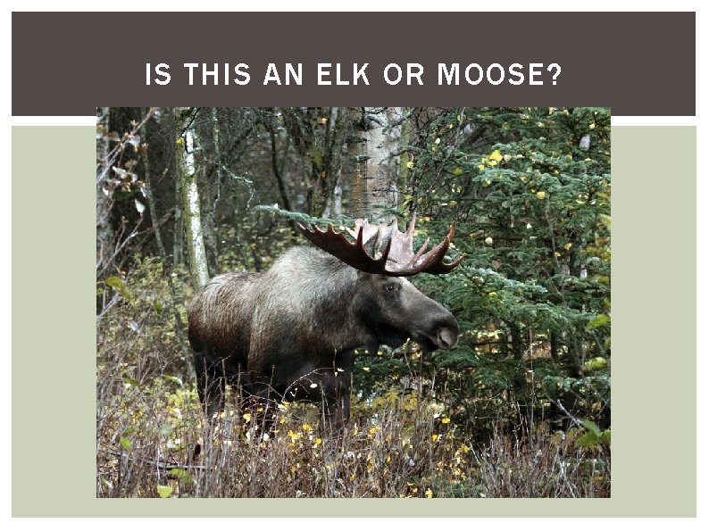 IS THIS AN ELK OR MOOSE? 