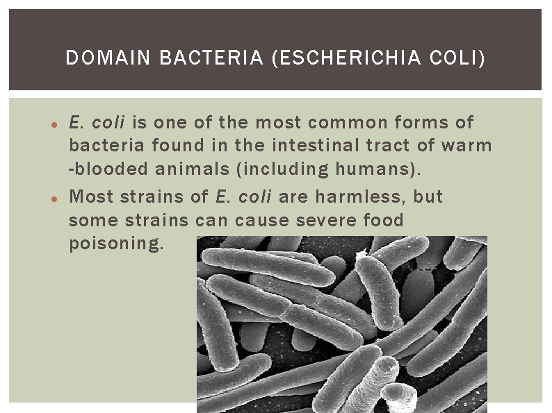 DOMAIN BACTERIA (ESCHERICHIA COLI) E. coli is one of the most common forms of